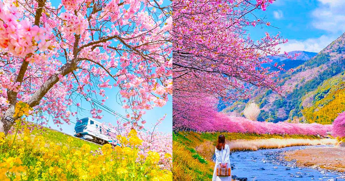 Spring Cherry Blossom Limited] Kawazu Early Cherry Blossoms